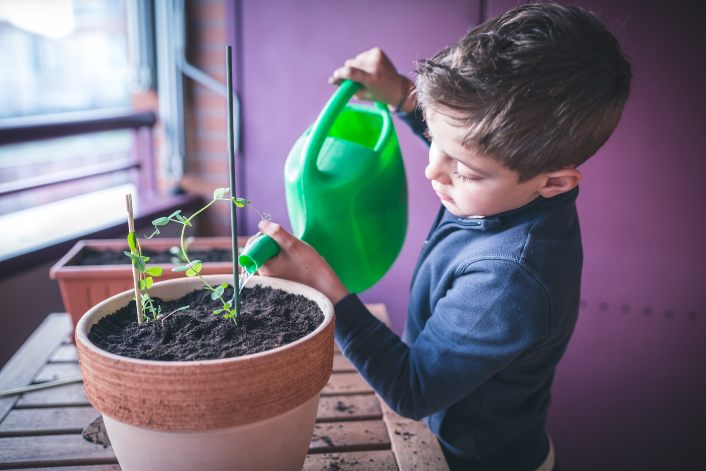 Child watering seeds